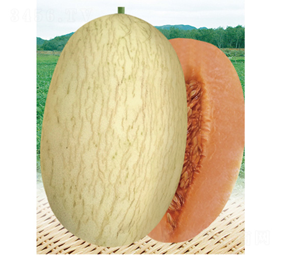 ������21̖-��ϷN��-����