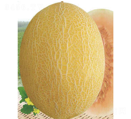 ������19̖-��ϷN��-����