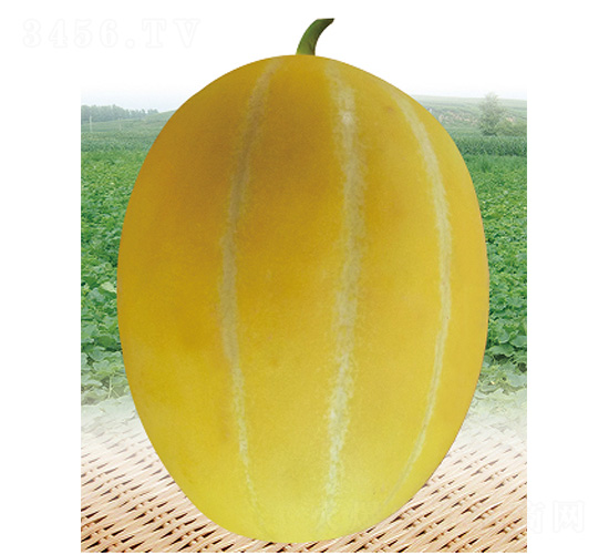 ������-��ϷN��-����