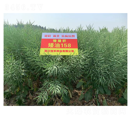 �ذ��U�Ͳ˷N��-����158-��̷N�I(y��)