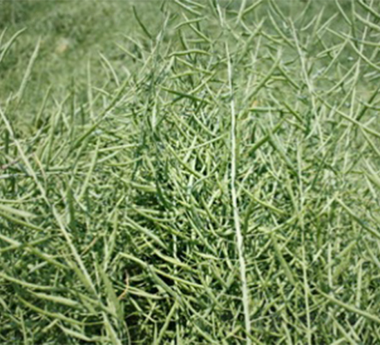 �K��1̖(h��o)-�Ͳ˷N��-����N�I(y��)