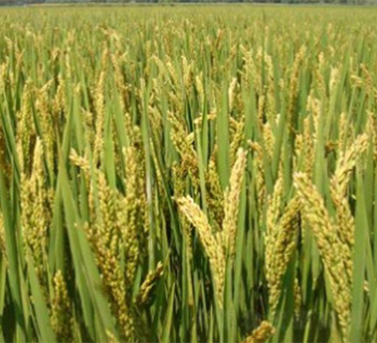 �Ͼ�52-ˮ���N��-����N�I(y��)