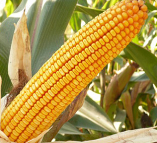 �Ɇ�60-���׷N��-����N�I(y��)