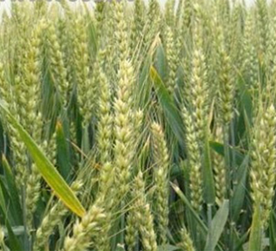 ����14-С���N��-����N�I(y��)