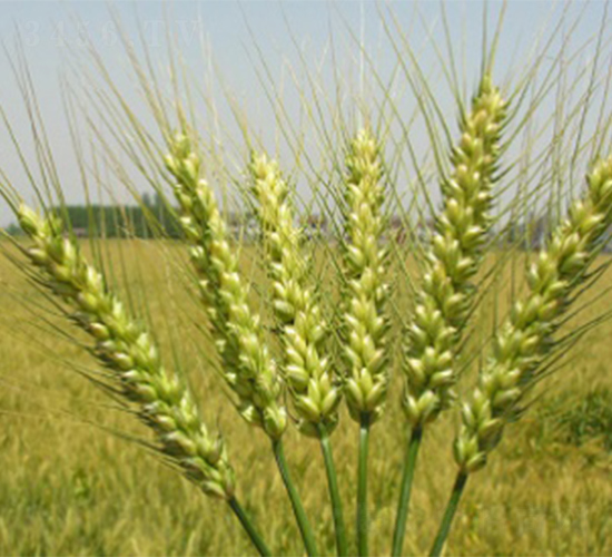 ����13-С���N��-����N�I(y��)