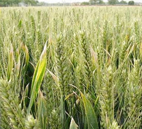 ����33-С���N��-����N�I(y��)