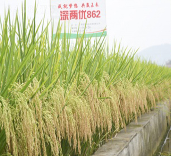 ��Ƀ�(y��u)862-ˮ���N��-����N�I(y��)