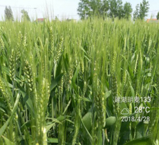 ����133-С���N��-����N�I(y��)