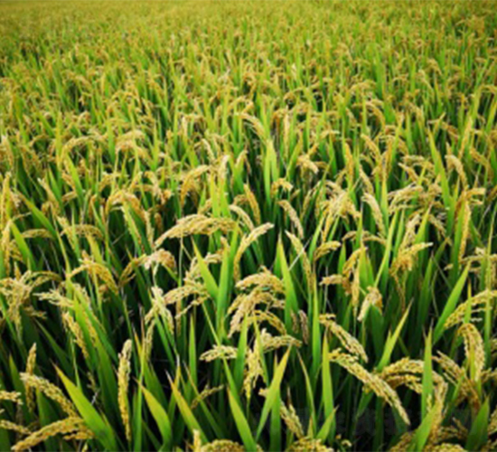 ����268-ˮ���N��-����N�I(y��)