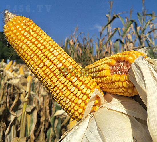 ���r(n��ng)��008-���׷N��-���r(n��ng)�N�I(y��)