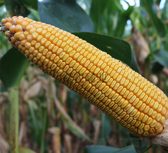 ����18-���׷N��-���r(n��ng)�N�I(y��)