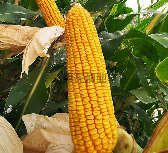 ���r(n��ng)��109-���׷N��-���r(n��ng)�N�I(y��)