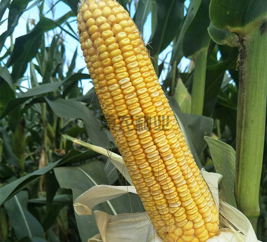 ���r(n��ng)��868-���׷N��-���r(n��ng)�N�I(y��)