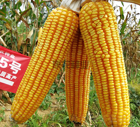 ���r(n��ng)5̖(h��o)-���׷N��-���r(n��ng)�N�I(y��)