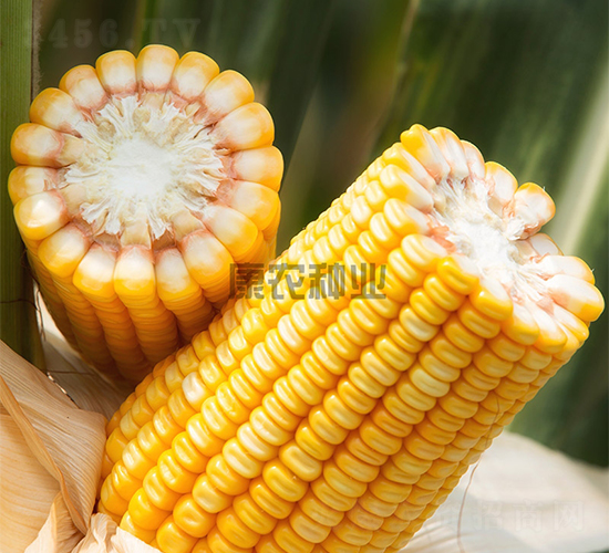 ���r(n��ng)��901-���׷N��-���r(n��ng)�N�I(y��)