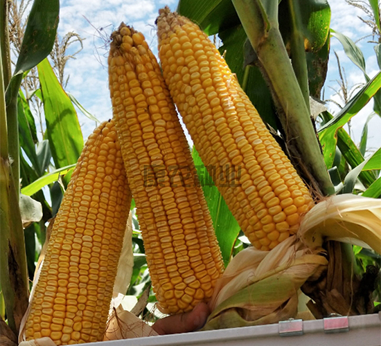 �߿�1̖-���׷N��-���r(n��ng)�N�I(y��)