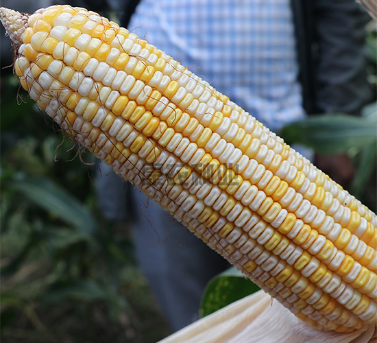 ����14022-���׷N��-���r(n��ng)�N�I(y��)