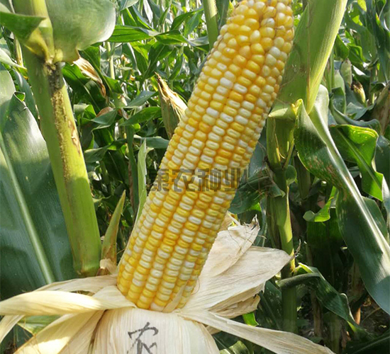 �r(n��ng)�S��1̖-���׷N��-���r(n��ng)�N�I(y��)