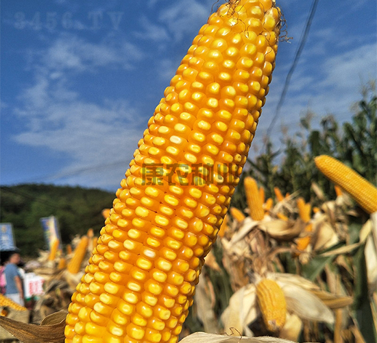 �߿�666-���׷N��-���r(n��ng)�N�I(y��)