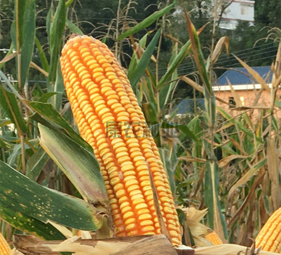 �й�555-���׷N��-���r(n��ng)�N�I(y��)