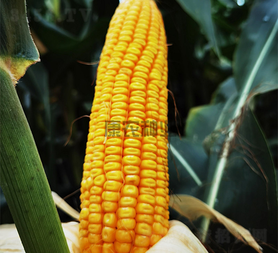 ����555-���׷N��-���r(n��ng)�N�I(y��)