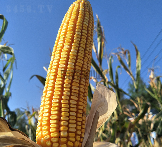 �й�333-���׷N��-���r(n��ng)�N�I(y��)