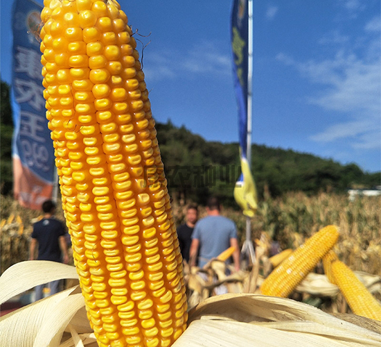 ����333-���׷N��-���r(n��ng)�N�I(y��)