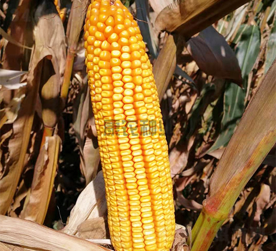 ���17-���׷N��-���r(n��ng)�N�I(y��)