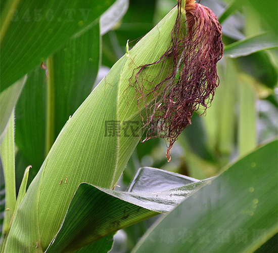 ���r(n��ng)��889-���׷N��-���r(n��ng)�N�I(y��)