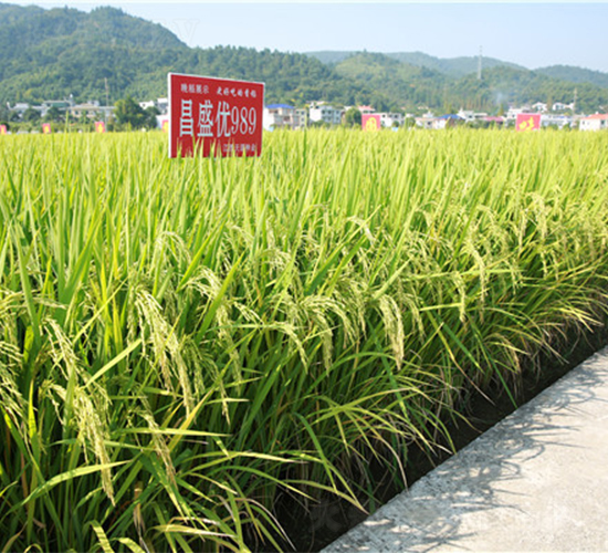 ��ʢ��(y��u)989-ˮ���N��-���ķN�I(y��)