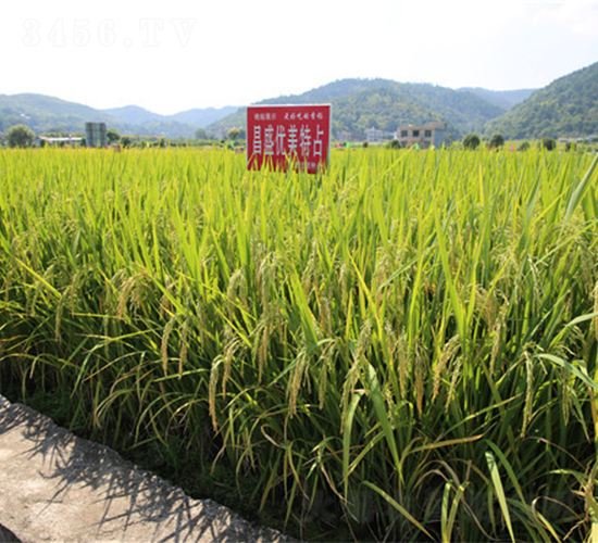 ��ʢ��(y��u)����ռ-ˮ���N��-���ķN�I(y��)