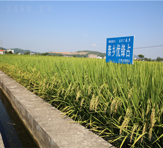 ̩�l(xi��ng)��(y��u)�hռ-ˮ���N��-���ķN�I(y��)