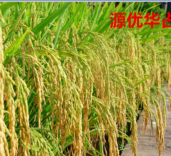 Դ��(y��u)�Aռ-ˮ���N��-���ķN�I(y��)