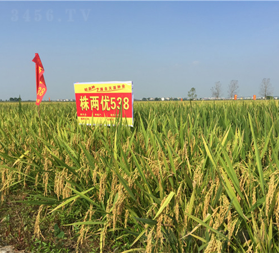 ��Ƀ�(y��u)538-�絾�N��-���ķN�I(y��)