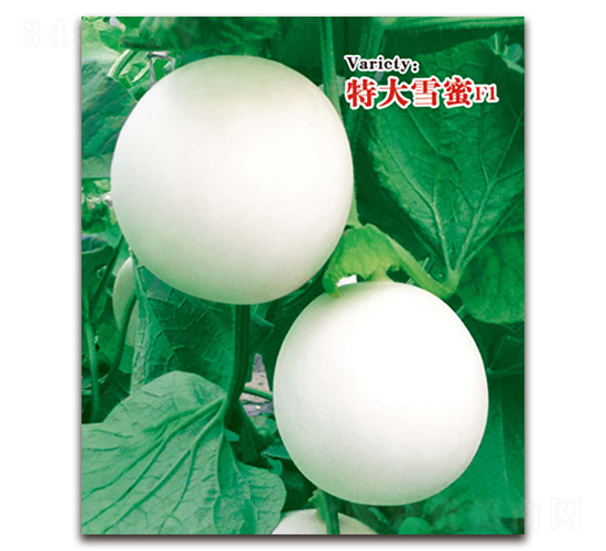 �ش�ѩ��-��Ƥ��ϷN��-�ℓ(chu��ng)�r(n��ng)�I(y��)