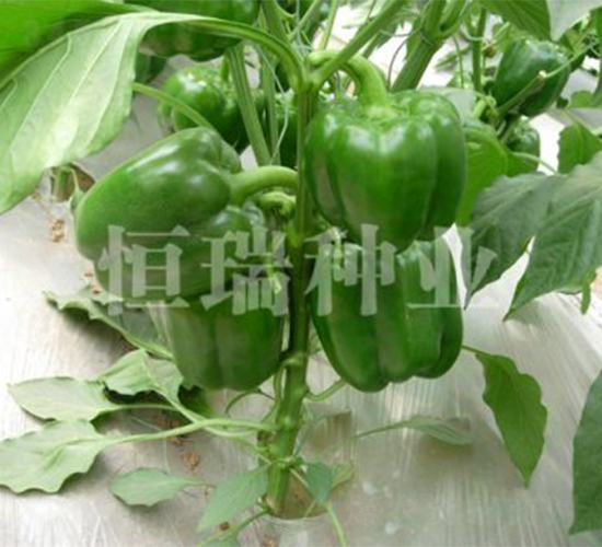 �t�ķ�-�����N��-����N�I(y��)