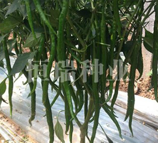 �ھ���-�����N��-����N�I(y��)