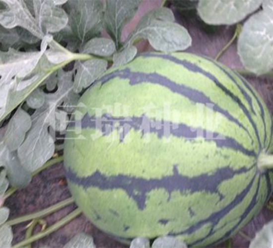 ������-���ϷN��-����N�I(y��)