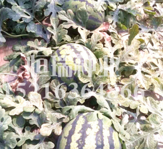 18K-���ϷN��-����N�I(y��)