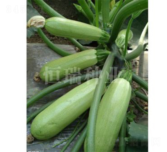 ���-�����J�N��-����N�I(y��)