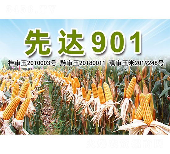 ���_(d��)901-���׷N��-�����N�I(y��)