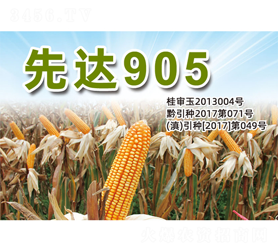 ���_(d��)905-���׷N��-�����N�I(y��)