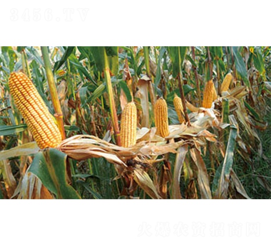 ���_602-���׷N��-�����N�I(y��)