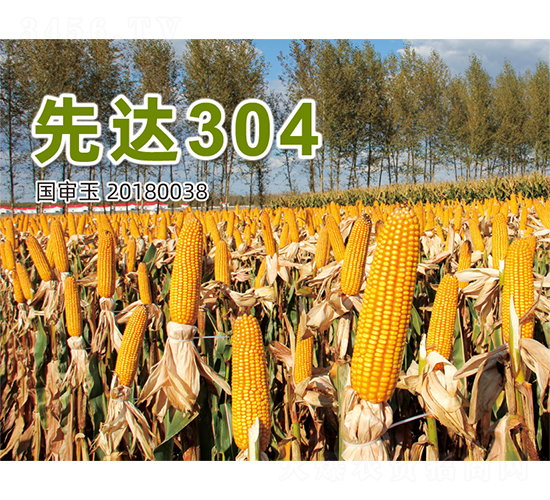 ���_304-���׷N��-�����N�I(y��)