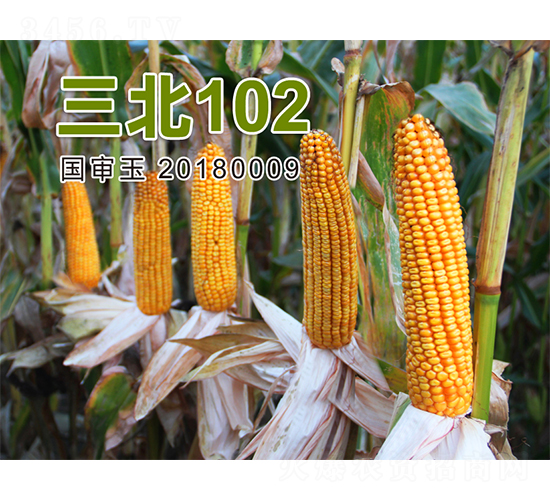 ����102-���׷N��-�����N�I(y��)