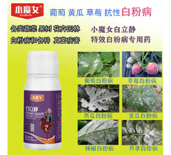 �����o-СħŮ-���н�