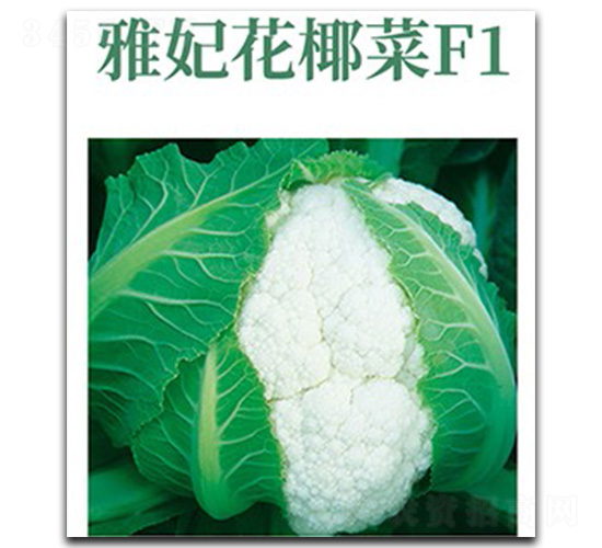 ������Ҭ��-��Ҭ�˷N��-���d