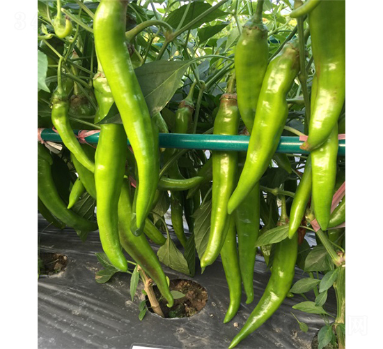 �S���-�����N��-�V�݁���