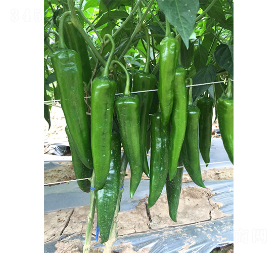 ���S1618-�����N��-�V�݁���