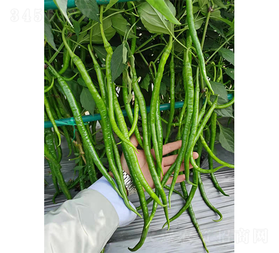 ����һ̖(h��o)�L����F1-�����N��-�V�݁���